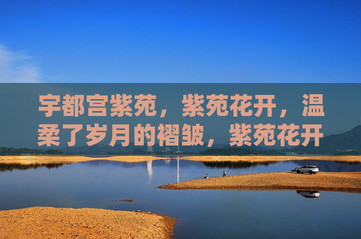 宇都宫紫苑，紫苑花开，温柔了岁月的褶皱，紫苑花开，温柔岁月