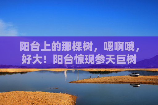 阳台上的那棵树，嗯啊哦，好大！阳台惊现参天巨树