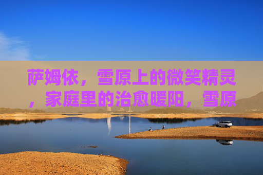 萨姆依，雪原上的微笑精灵，家庭里的治愈暖阳，雪原微笑精灵，家庭治愈暖阳