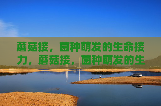 蘑菇接,菌种萌发的生命接力,蘑菇接,菌种萌发的生命接力 蘑菇接,菌种萌发的生命接力,蘑菇接,菌种萌发的生命接力