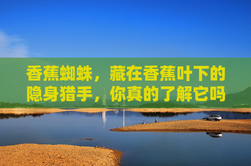 香蕉蜘蛛,藏在香蕉叶下的隐身猎手,你真的了解它吗?香蕉蜘蛛,香蕉叶下的隐身猎手 香蕉蜘蛛,藏在香蕉叶下的隐身猎手,你真的了解它吗?香蕉蜘蛛,香蕉叶下的隐身猎手