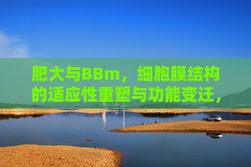 肥大与BBm,细胞膜结构的适应性重塑与功能变迁,肥大过程中BBm的结构适应性重塑与功能变迁 肥大与BBm,细胞膜结构的适应性重塑与功能变迁,肥大过程中BBm的结构适应性重塑与功能变迁